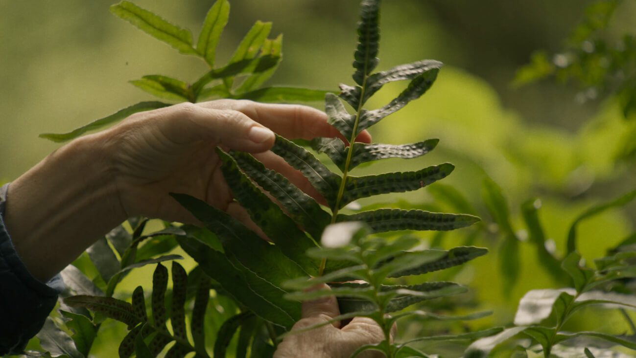 Hand Touching a Green Leaf