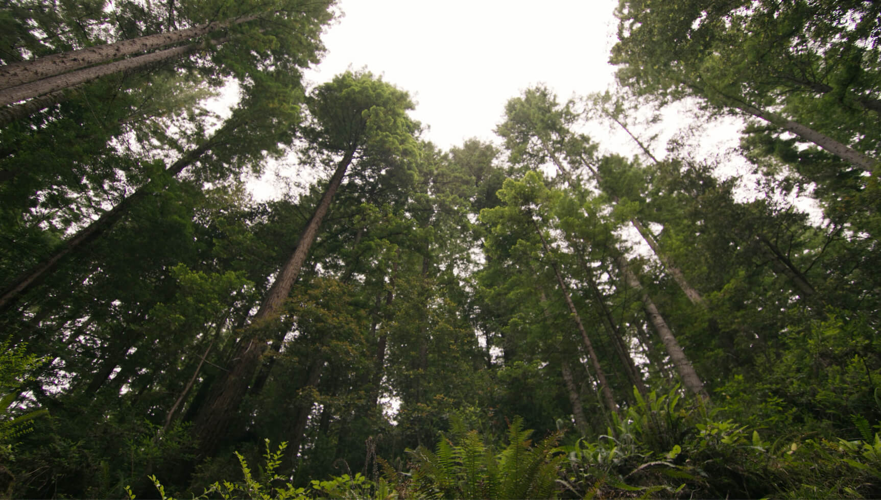 Forest Trees shot upward toward sky