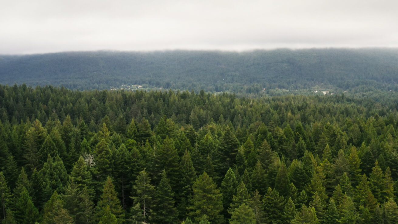 Forest Overhead Shot